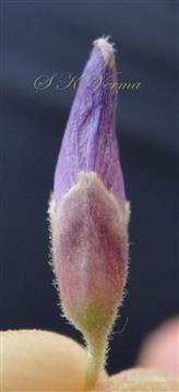  Calyx (Posterior lobes)